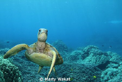 Hawaiian Green Sea Turtle shot taken with a Canon 7D at 1... by Marty Wakat 